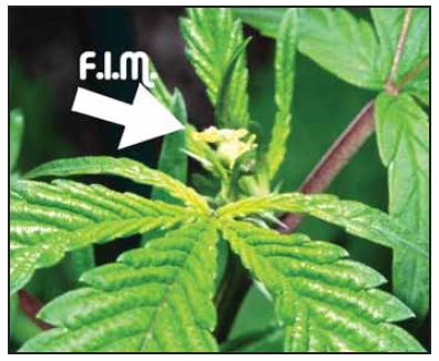 fim1